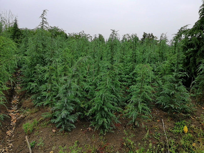 雪松小苗价格多少钱一棵?雪松的种植技术