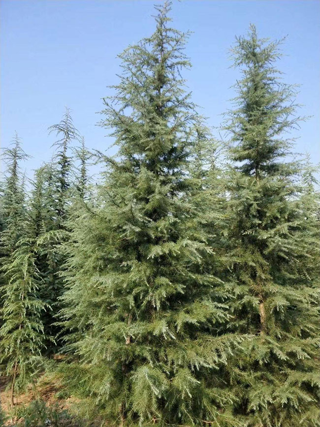 雪松小苗价格多少钱一棵?雪松的种植技术