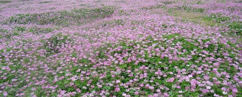 紫云英种子催芽技术