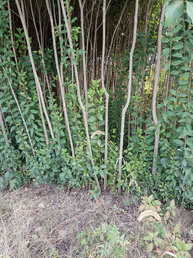 大叶女贞价格多少钱一棵?大叶女贞的种植方法