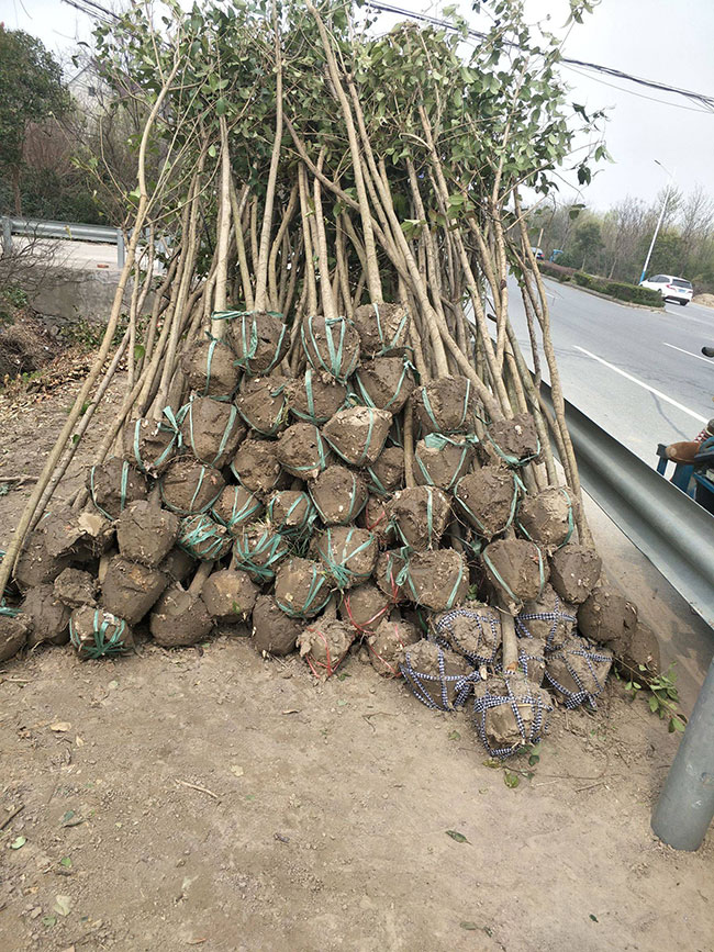 大叶女贞价格多少钱一棵?大叶女贞的种植方法