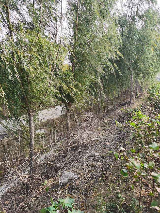 柳树价格表多少钱一棵?柳树种植方法和注意事项