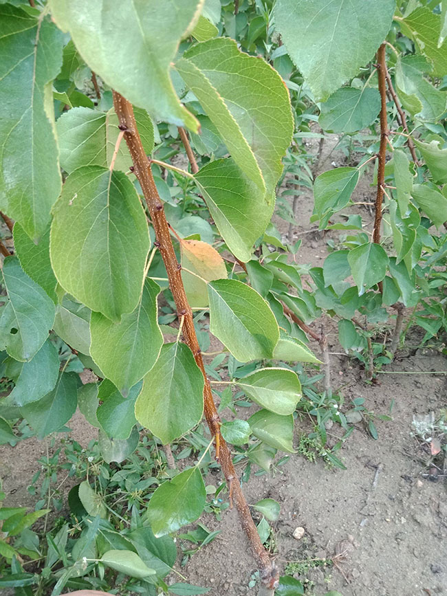 杏树价格多少钱一棵?杏树的种植方法