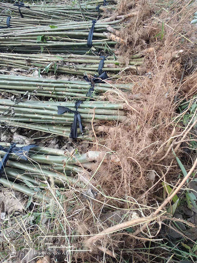 柳树价格表多少钱一棵?柳树表种植方法和注意事项