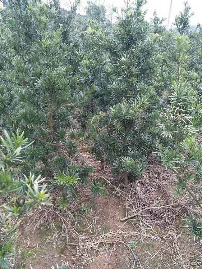 罗汉松的价格多少钱一棵?罗汉松如何种植?