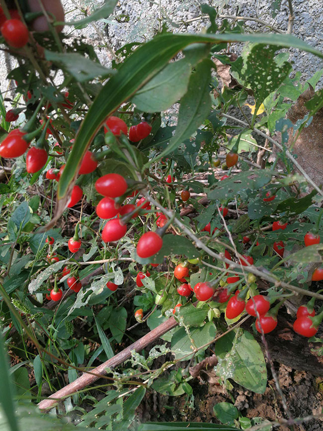 枸杞苗价格多少钱一棵?枸杞苗种植方法有哪些?