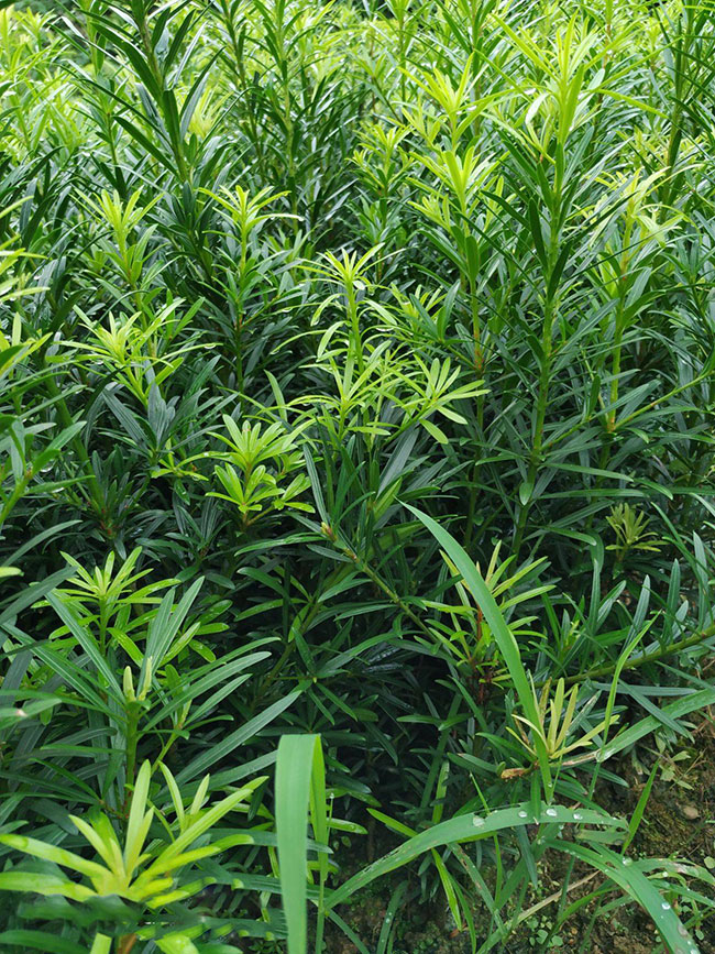罗汉松的价格多少钱一棵?罗汉松如何种植?