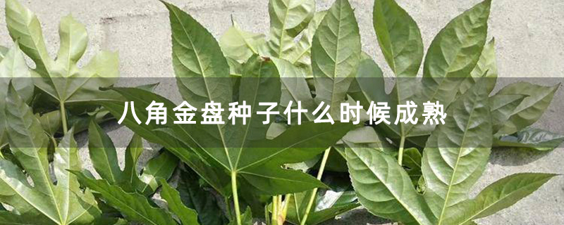 八角金盘种子什么时候成熟