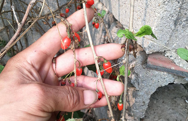 枸杞苗价格多少钱一棵?枸杞苗种植方法有哪些?