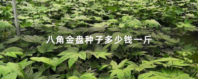 八角金盘种子多少钱一斤