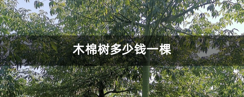 木棉树多少钱一棵
