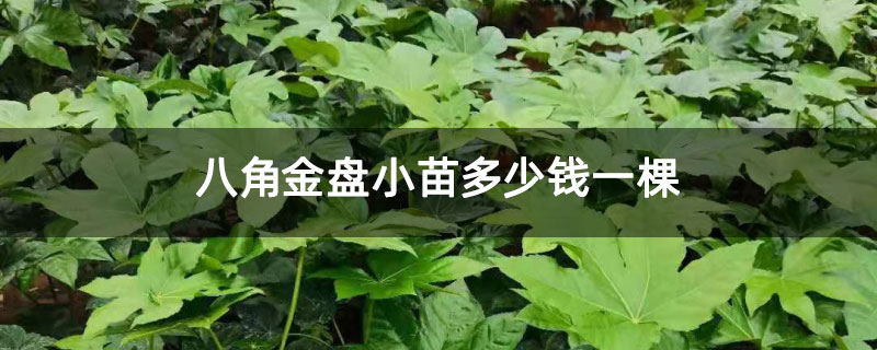 八角金盘小苗多少钱一棵