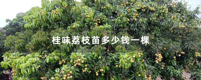 桂味荔枝苗多少钱一棵