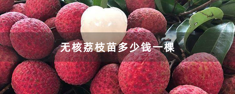 无核荔枝苗多少钱一棵