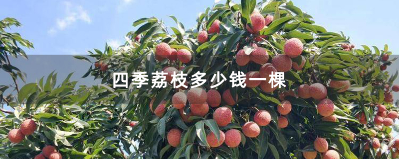 四季荔枝多少钱一棵