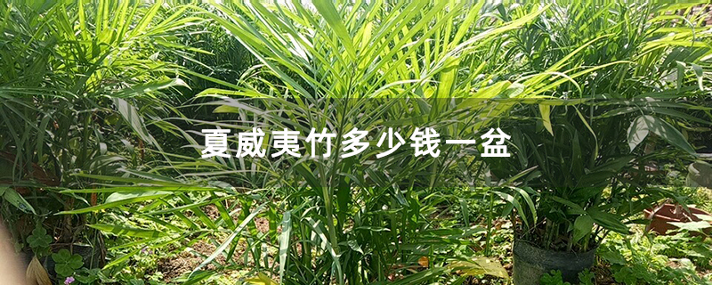 夏威夷竹多少钱一盆