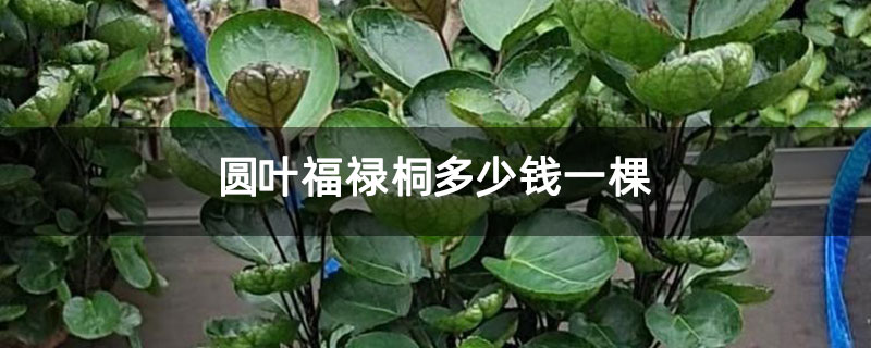 圆叶福禄桐多少钱一棵