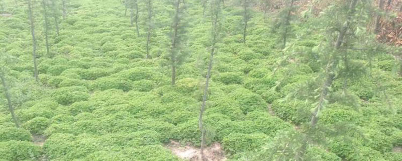 紫云英旱地能种吗