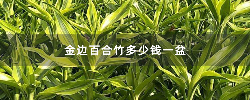 金边百合竹多少钱一盆
