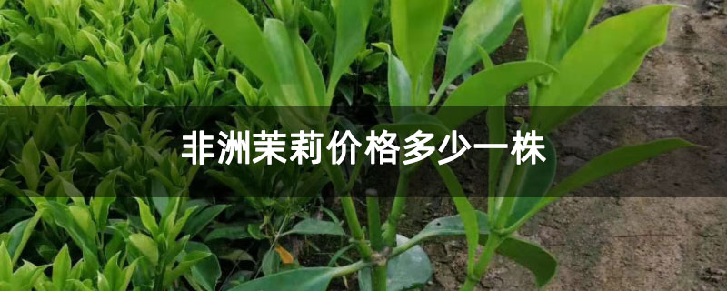 非洲茉莉价格多少一株 非洲茉莉价格多少一株