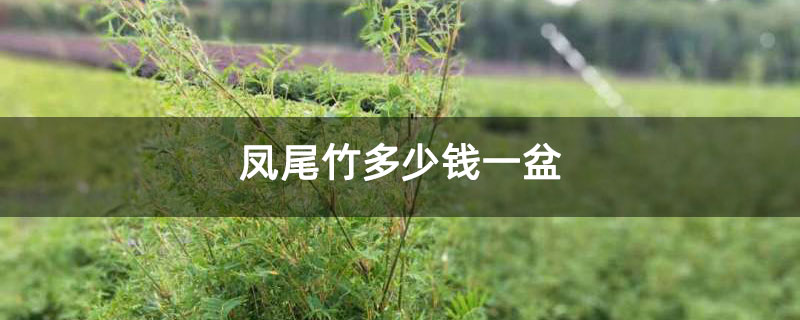 凤尾竹多少钱一盆