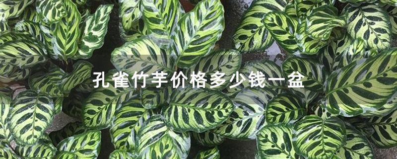孔雀竹芋价格多少钱一盆