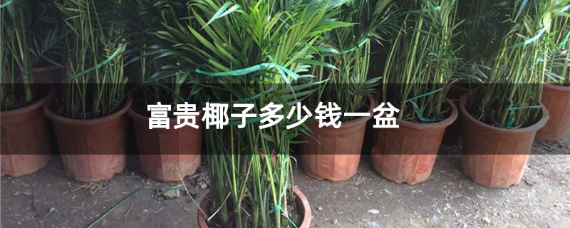 富贵椰子多少钱一盆 富贵椰子多少钱一盆