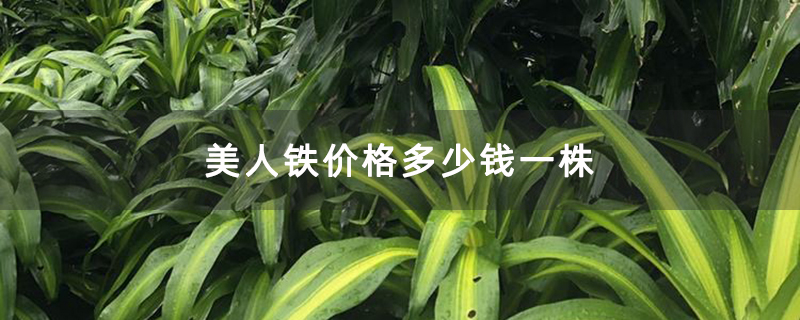 美人铁价格多少钱一株