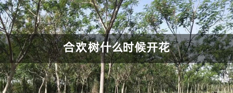 合欢树什么时候开花