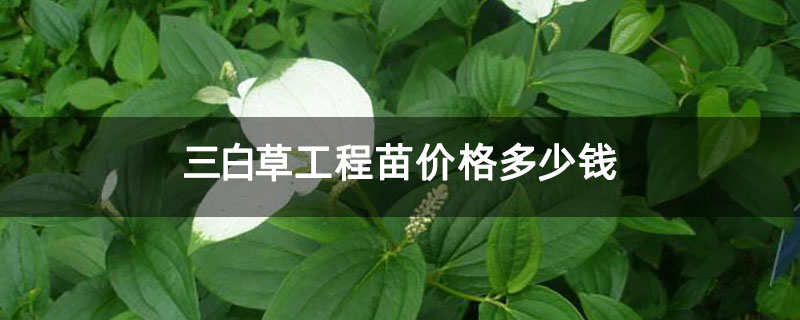三白草工程苗价格多少钱 三白草工程苗价格多少钱