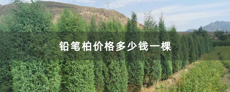 铅笔柏价格多少钱一棵