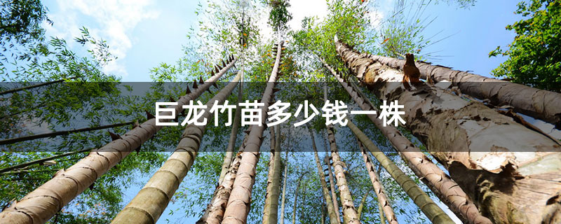 巨龙竹苗多少钱一株