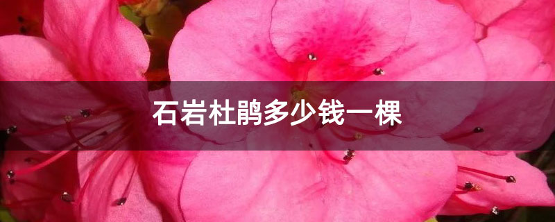 石岩杜鹃多少钱一棵 石岩杜鹃多少钱一棵