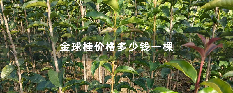 金球桂价格多少钱一棵