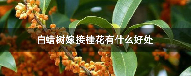 白蜡树嫁接桂花有什么好处