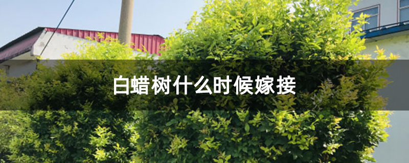 白蜡树什么时候嫁接