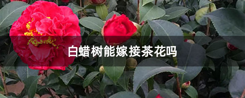 白蜡树能嫁接茶花吗