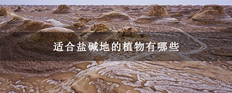 适合盐碱地的植物有哪些
