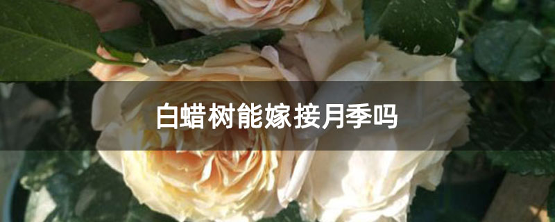 白蜡树能嫁接月季吗
