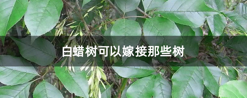 白蜡树可以嫁接那些树