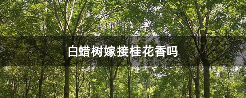白蜡树嫁接桂花香吗
