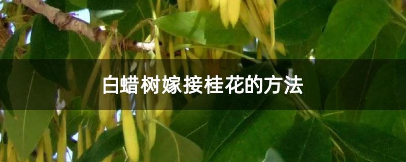 白蜡树嫁接桂花的方法