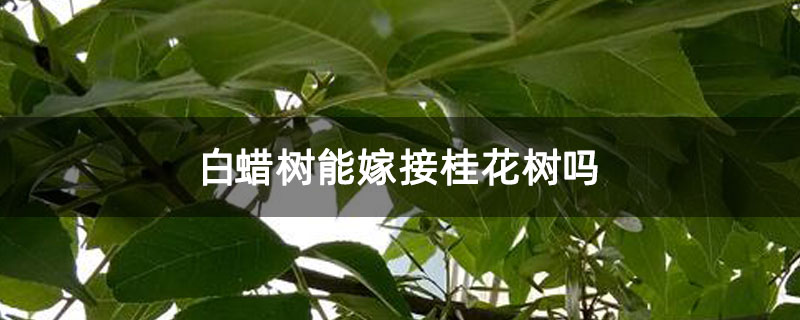 白蜡树能嫁接桂花树吗