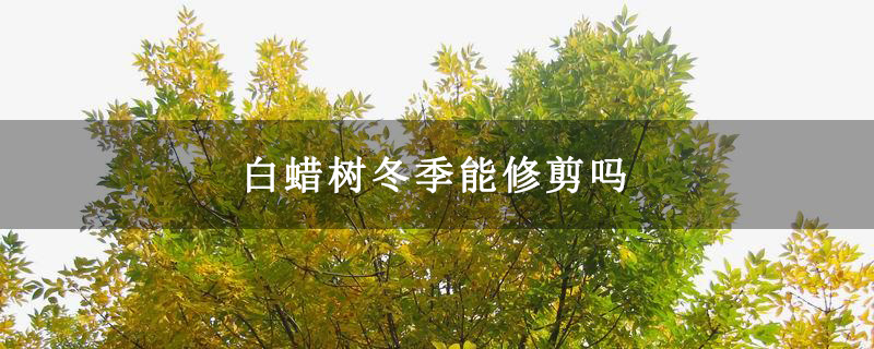 白蜡树冬季能修剪吗