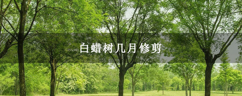 白蜡树几月修剪