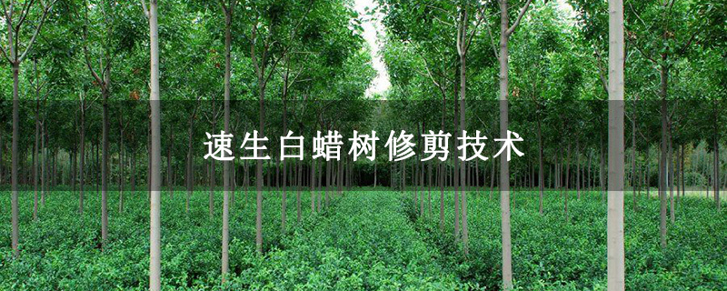 速生白蜡树修剪技术