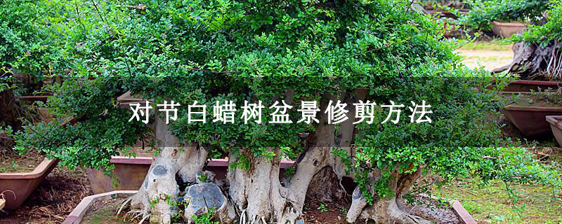 对节白蜡树盆景修剪方法