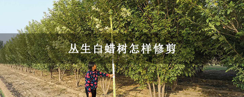 丛生白蜡树怎样修剪