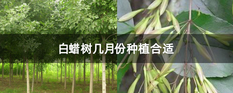 白蜡树几月份种植合适