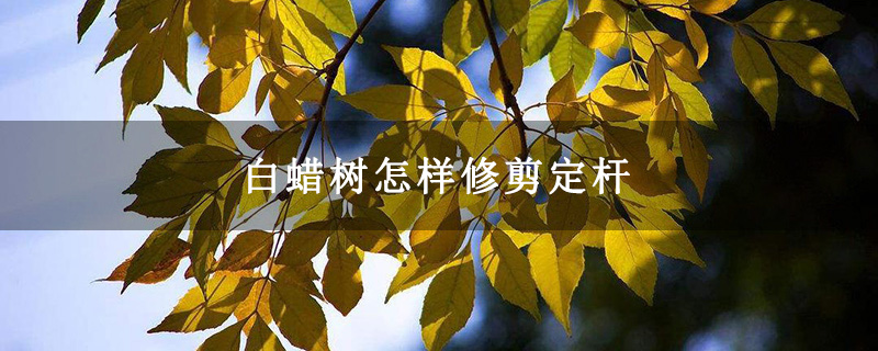 白蜡树怎样修剪定杆